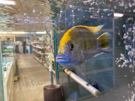 XL Venustus Hap (Nimbochromis venustus)
