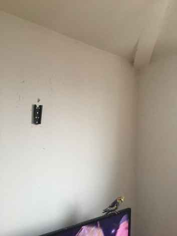 Breeding cockatiels in need of a new home