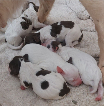 Springer spaniel pups