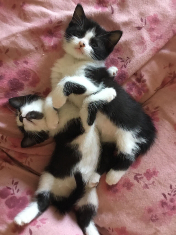 6 week old kittens nearly ready for forever homes.