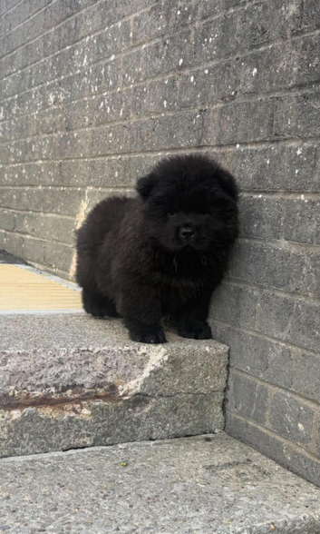 REDUCED  5 KC REGISTERED CHOW CHOW PUPPIES &ndash; CARDIFF