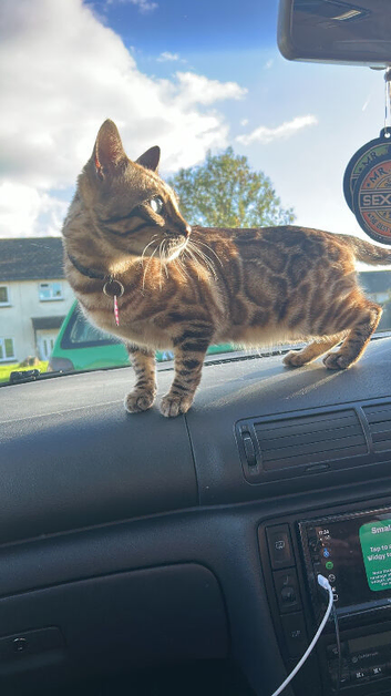 female bengal