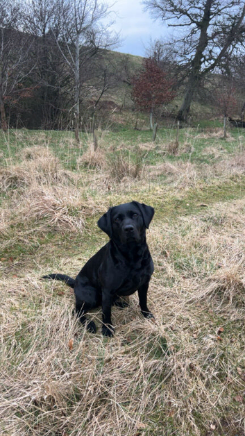 KC Registered Black Labrador Puppies