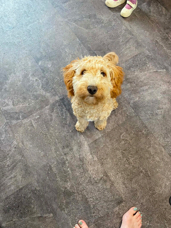 Cockapoo in need of a forever home
