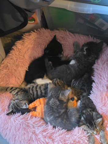 3 kittens