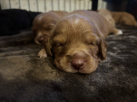 Cockapoo