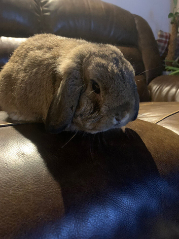 10 month mini lop