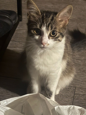 Kitten needs a new home