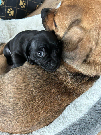 Puppy