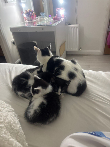 kittens ready to go asap