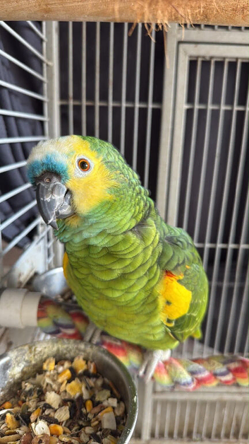 7 year old blue fronted Amazon male