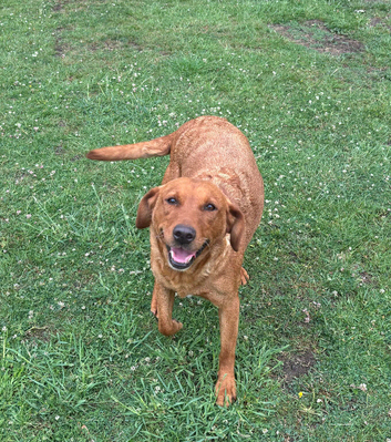 Fox Red Labrador Girl Wanting Family Home Only