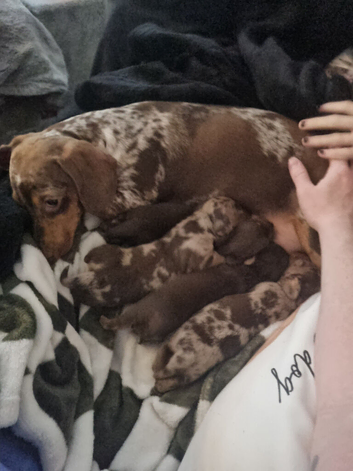 KC REG mini dachshund puppies