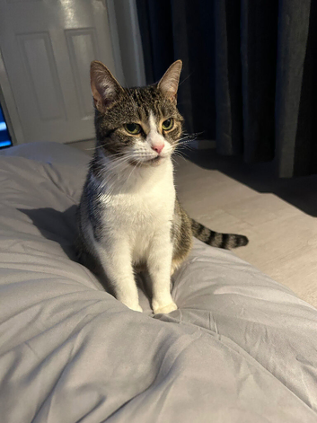 Female cat