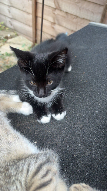 Cats and kittens for sale