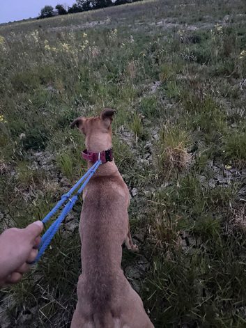 bull grey x belgian malinois