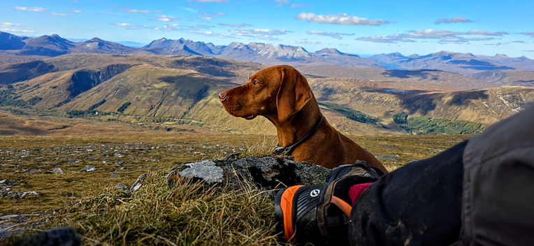 KCreg Vizsla puppies