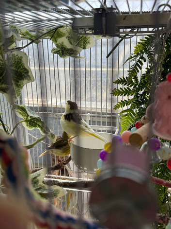 Canaries