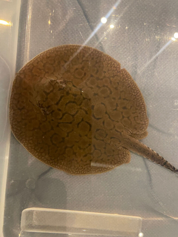 super hybrid het stingray