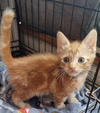 Beautiful ginger boy
