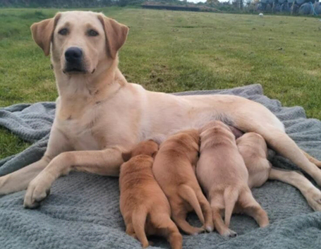 Stunning KC reg Labradoor puppies for sale