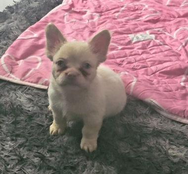 Fluffy french bulldogs