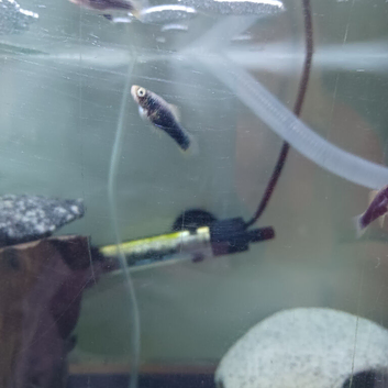 Swordtails