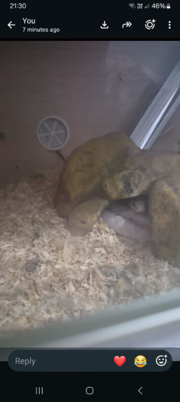 Ghost cornsnake with full Set up