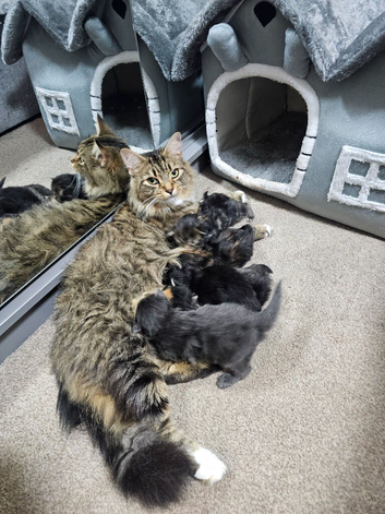 Mainecoon &times; Siberian
