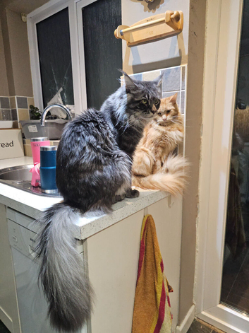 Main coon kittens