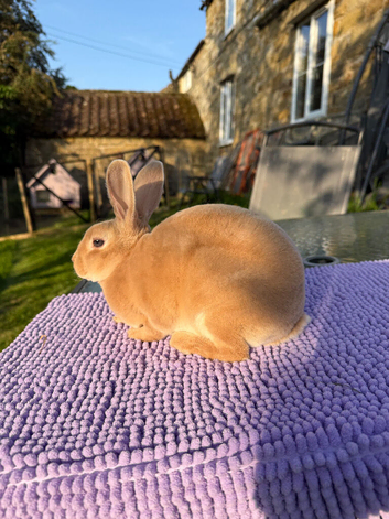Purebred Fawn Mini Rex Doe available
