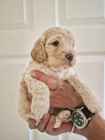 F1 Gorgeous Cokapoos Mother poodle (small to medium in size ) & Father cocker spaniel (small to medium size)