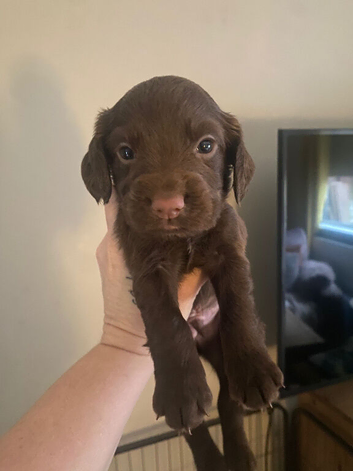 Cocker spaniel puppies