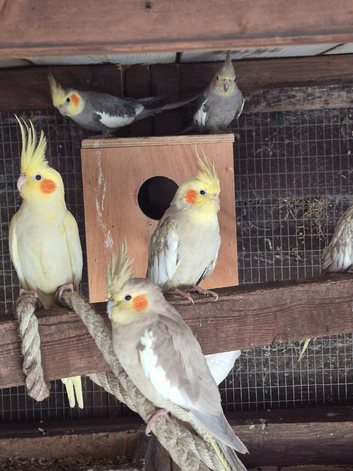 Cockatiel