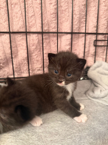 4 kittens