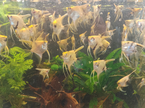 angelfish for sale