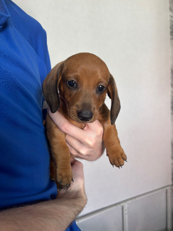 Miniature dachshund puppies for sale