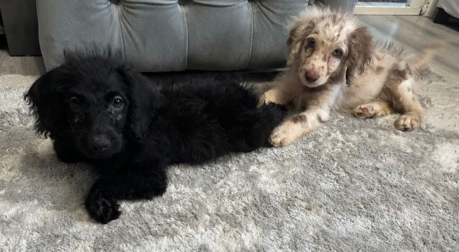Labradoodle F1B Health clear pups