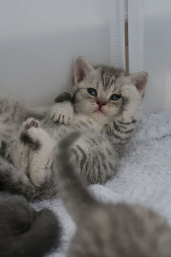 ️ Kittens Arriving Soon ️