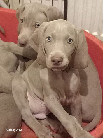 K c reg Weimaraner puppy
