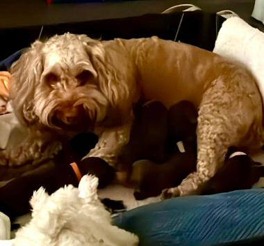 5 gorgeous cockapoo puppies
