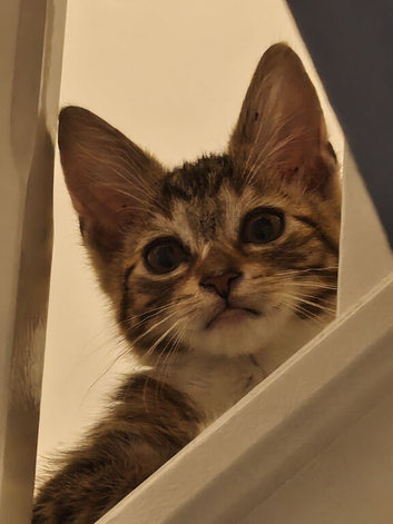 Beautiful baby boy, 8 Weeks old