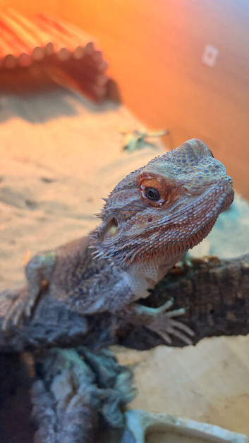 6-Year-Old Male Bearded Dragon &ndash; Complete Setup