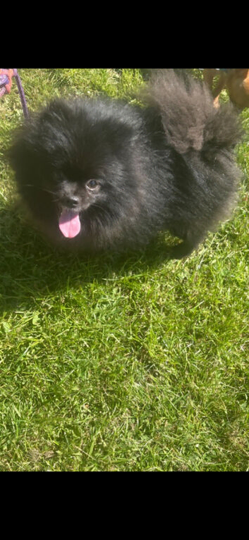 Pomeranian  little girl