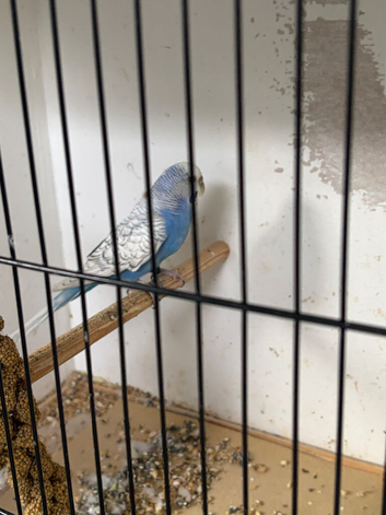 Budgies