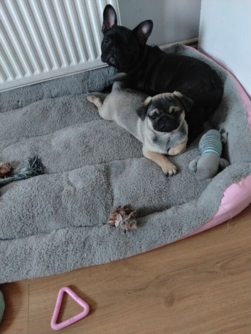Female pug