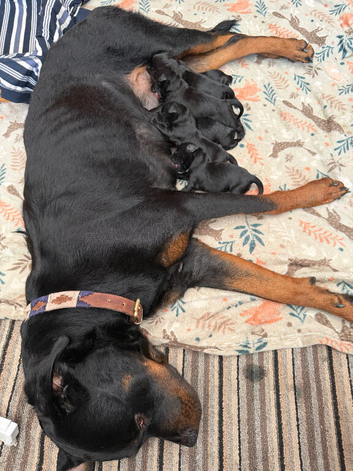 Rottie x cocker