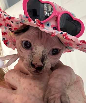 Sphynx bambino  kitten Ready Now