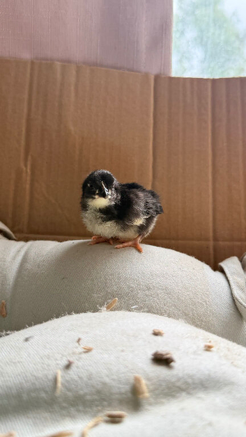 Serama chicks - week old