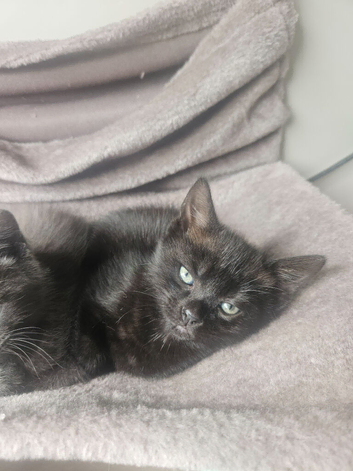 Last black female kitten